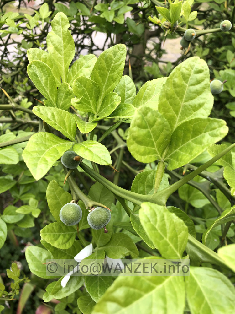 Poncirus trifoliata - (Pomeranze) junge Frucht 01.JPG